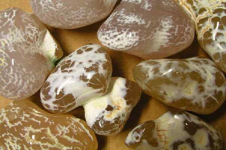 Snakeskin Agate