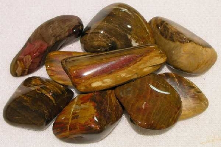 Petrified Wood