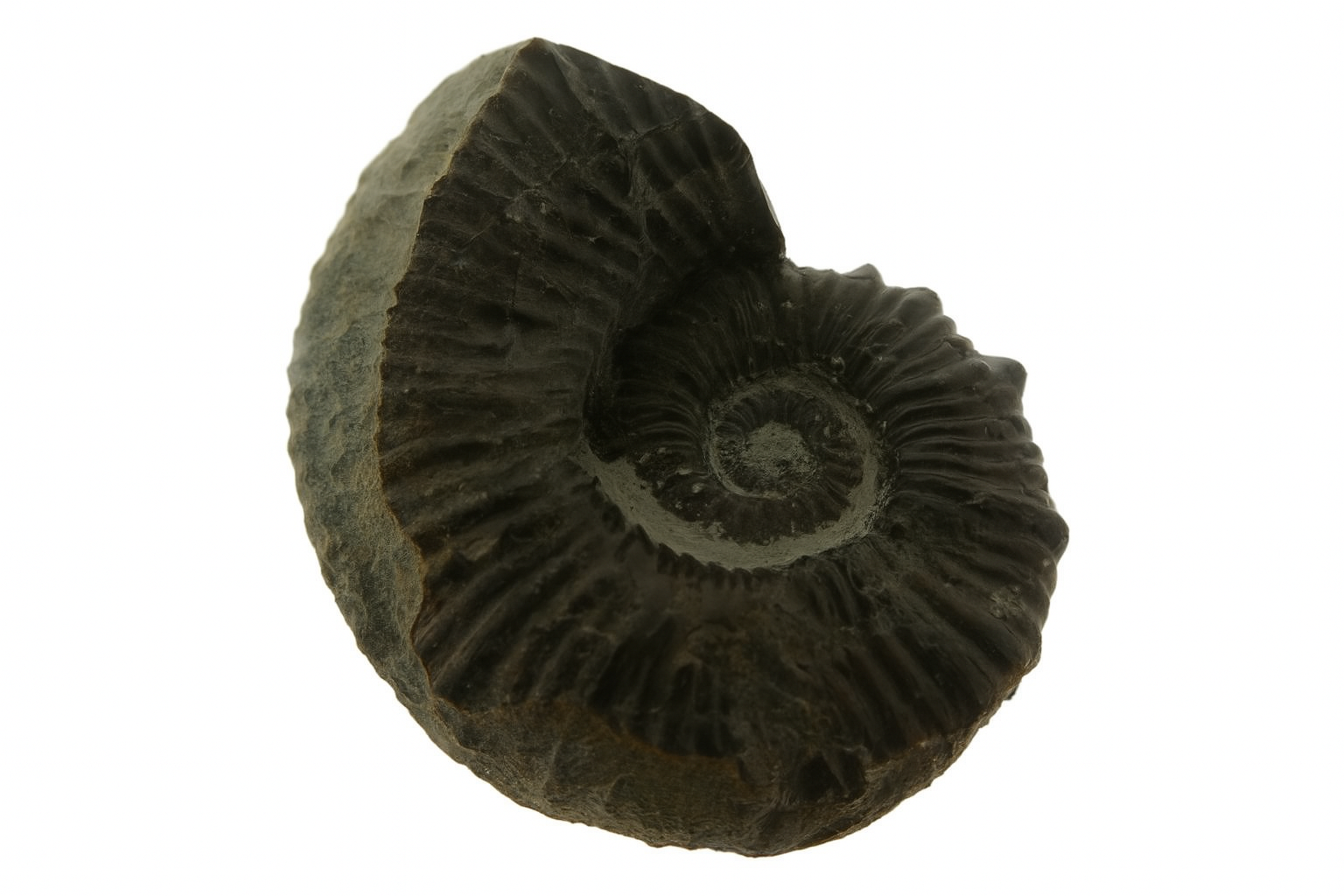 Australiceras.