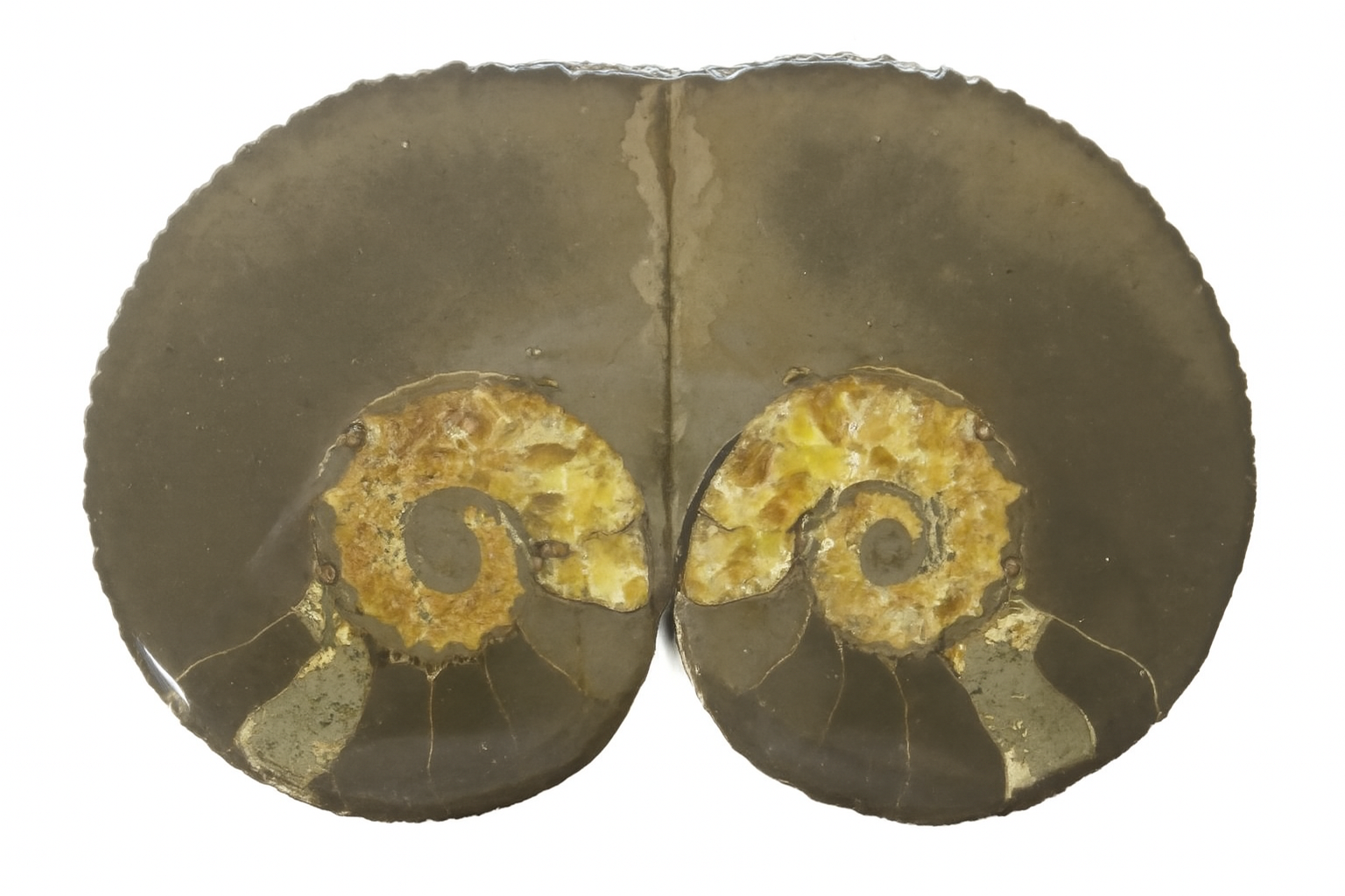 Australiceras.