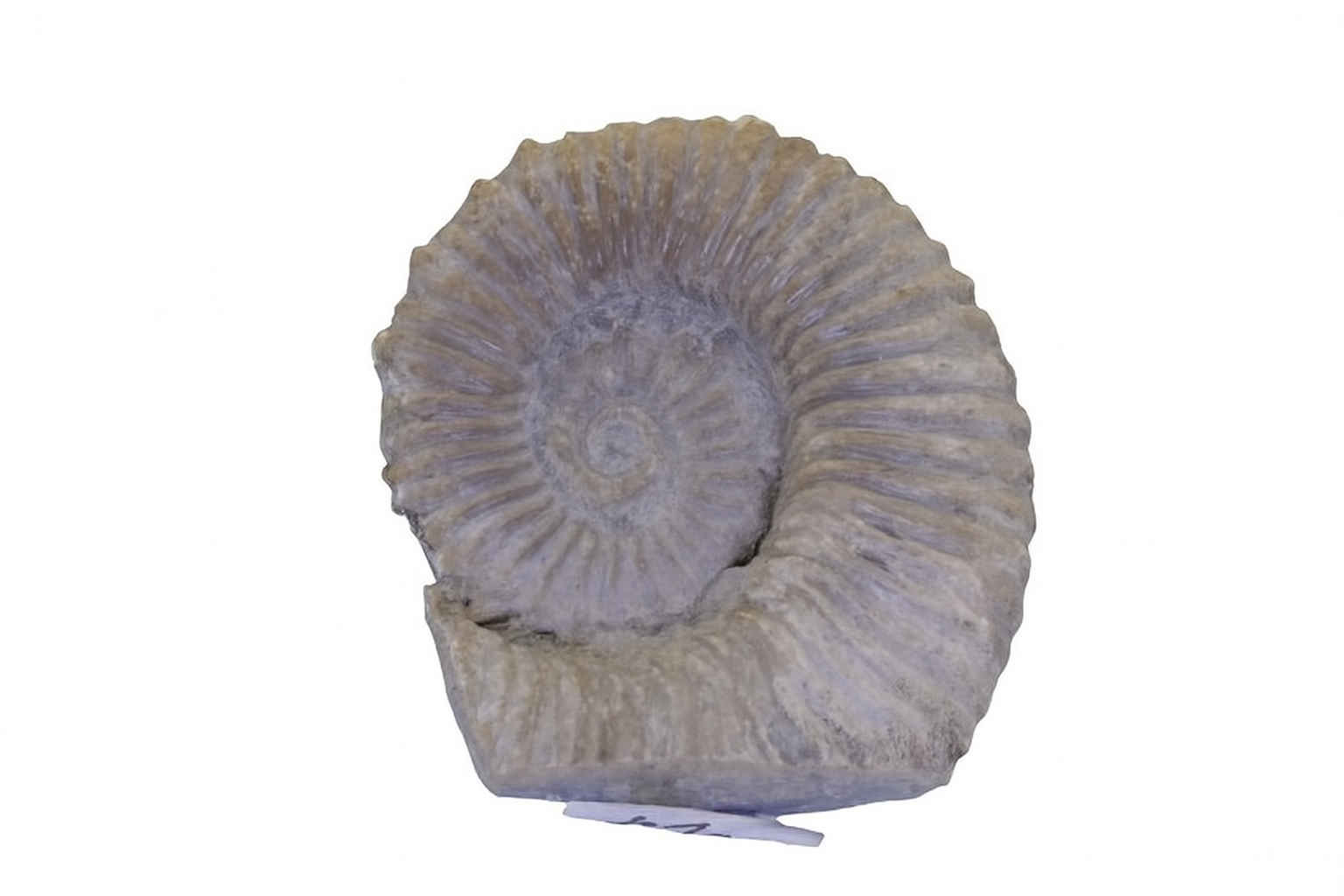 Australiceras.