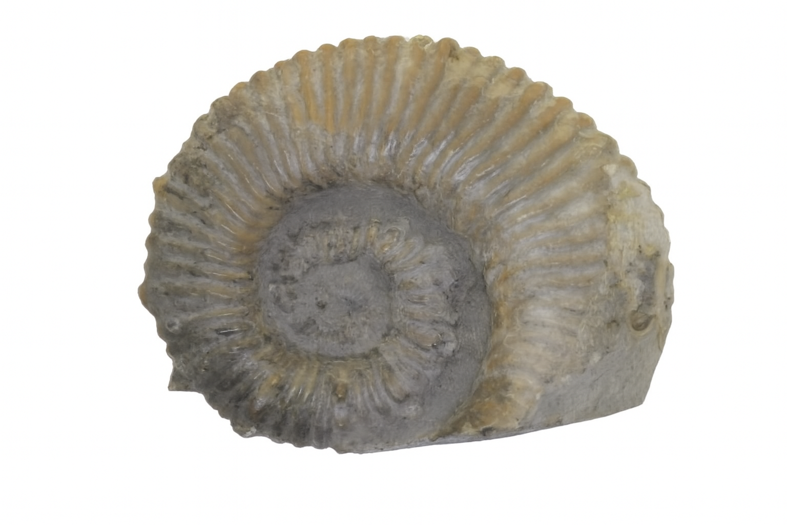 Australiceras.