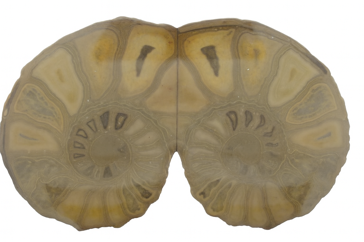 Australiceras.