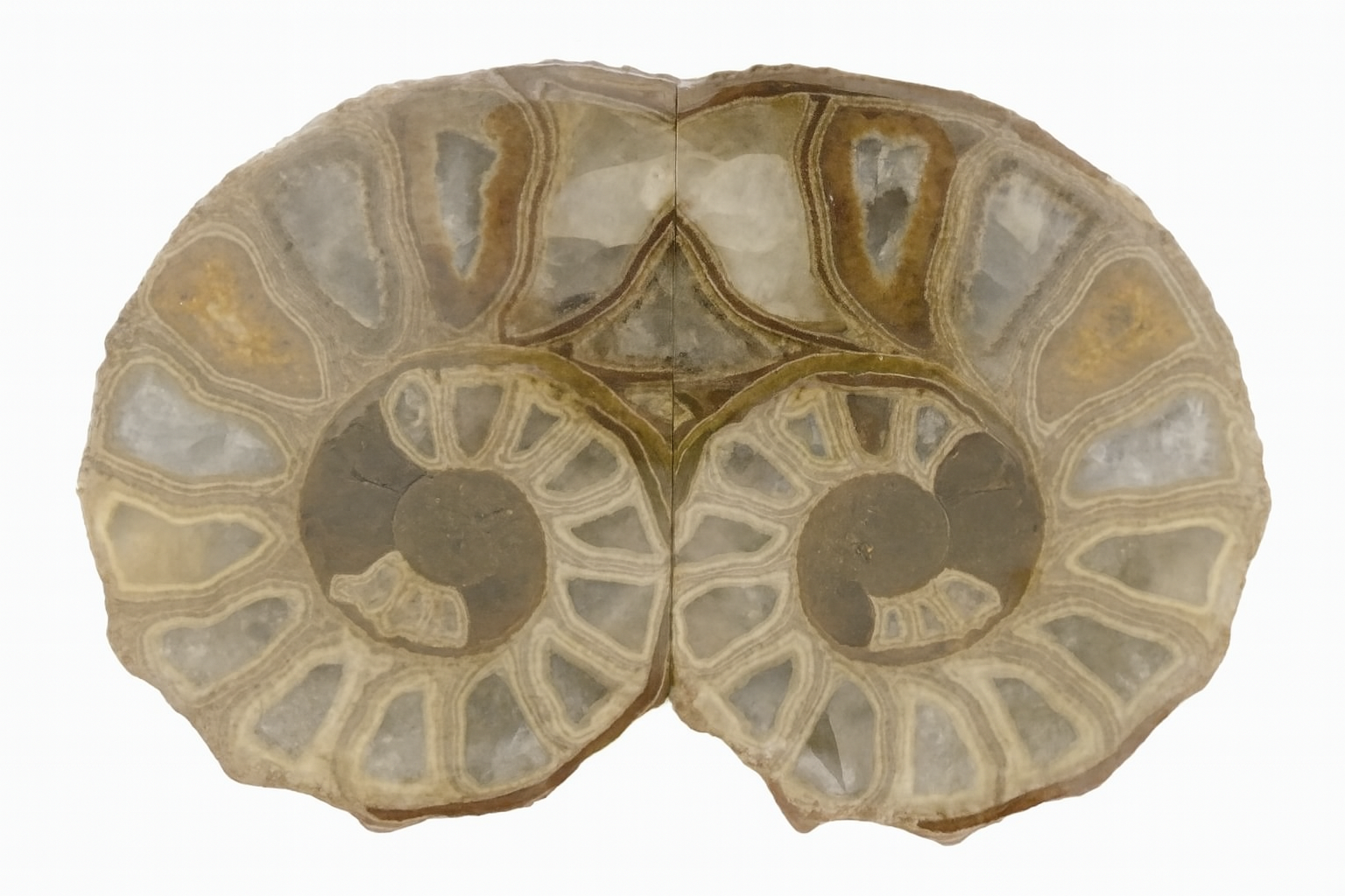 Australiceras.