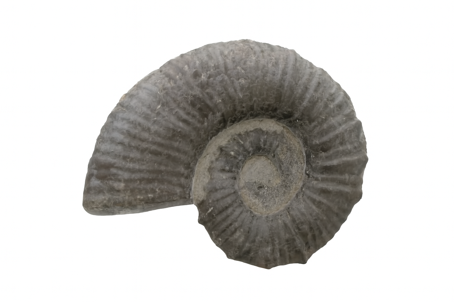 Australiceras.