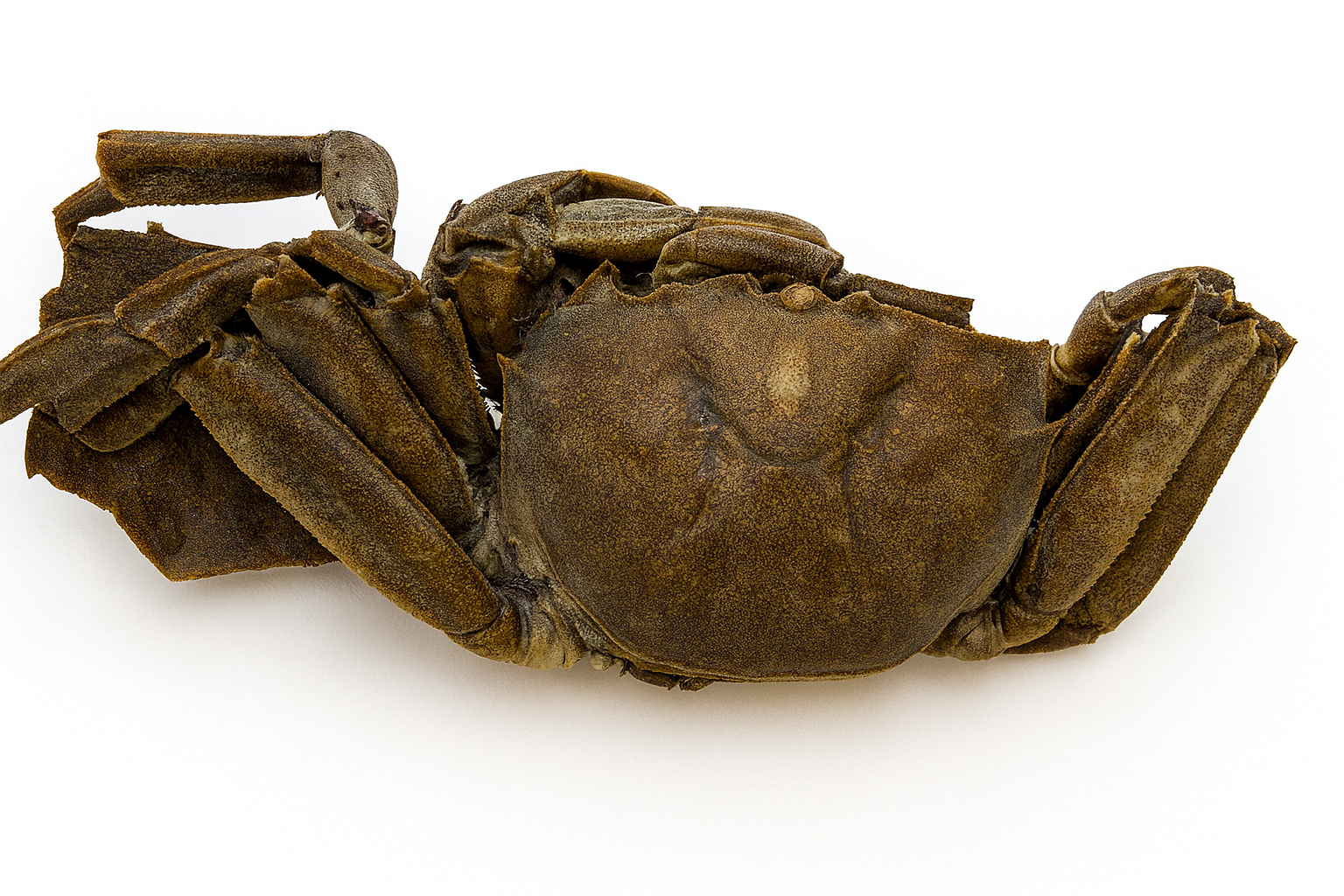 Crabs
