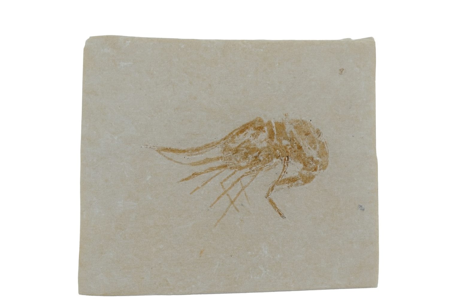 Lebanon Shrimps