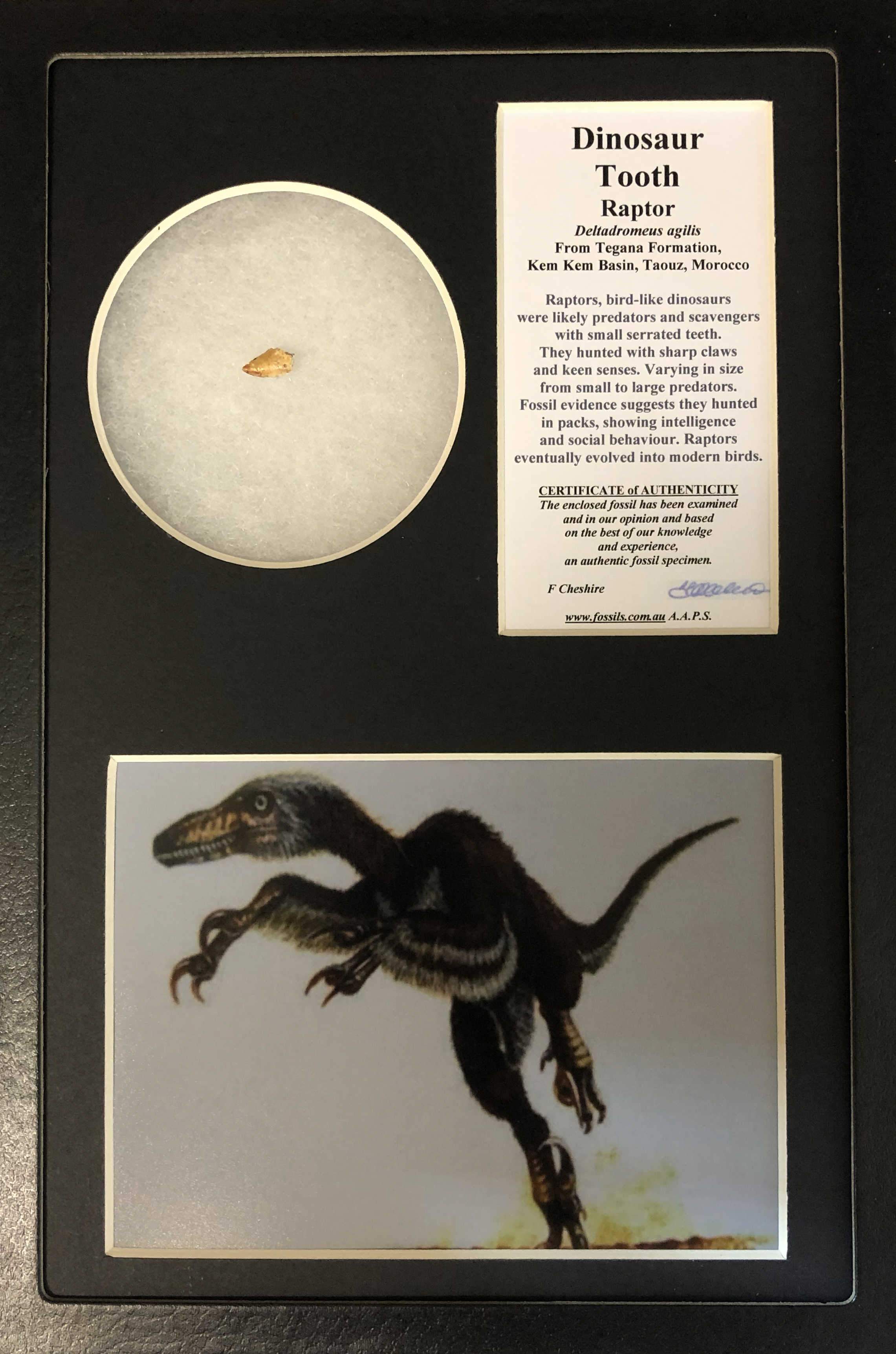 Boxed Raptor tooth.