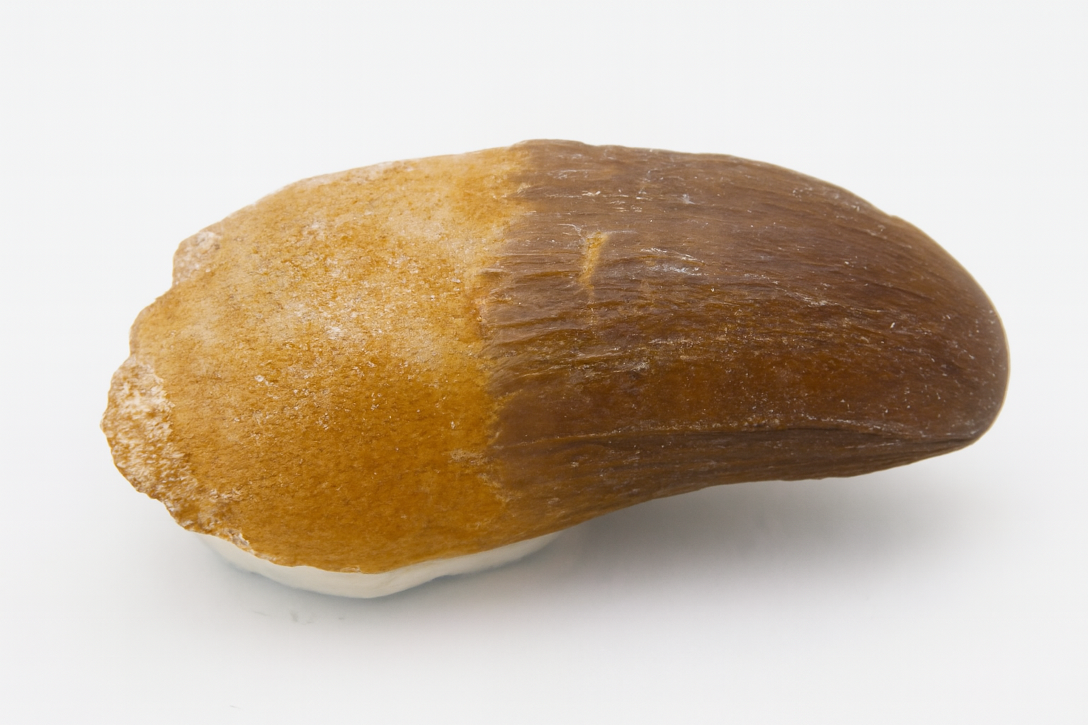 Crocodile Tooth
