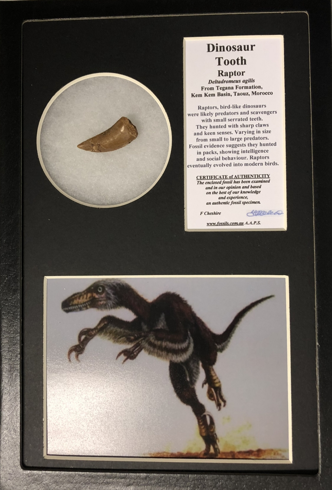 Boxed Raptor tooth.