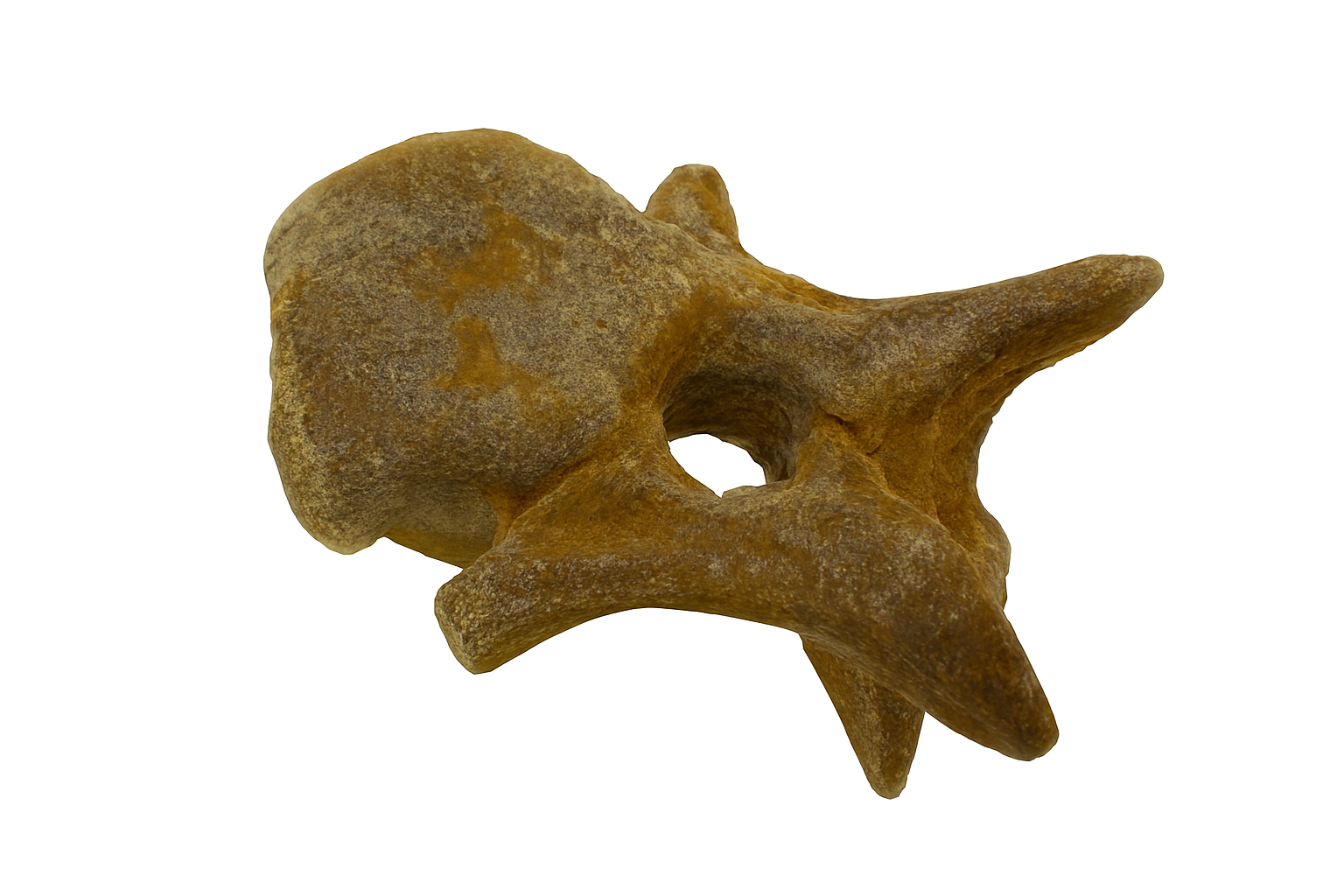 Dinosaur Bones