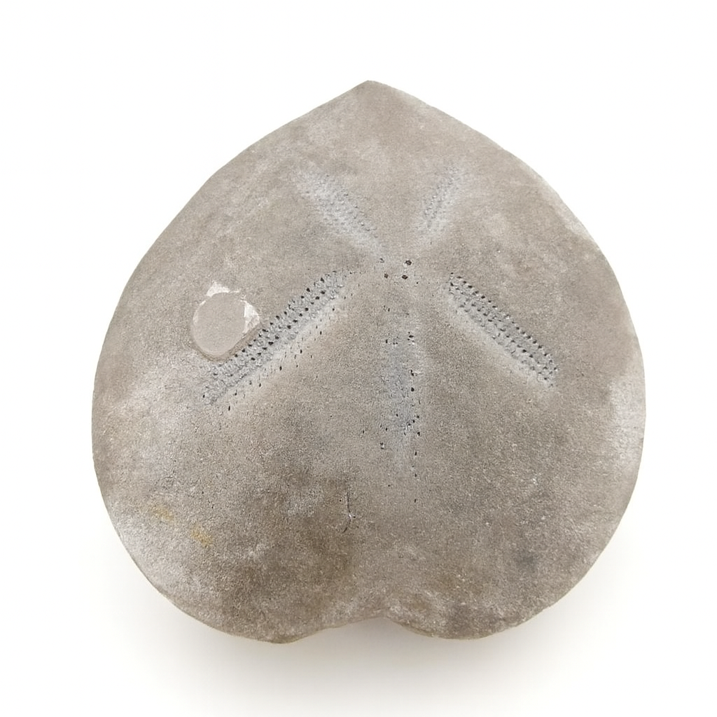 U.K. Echinoids
