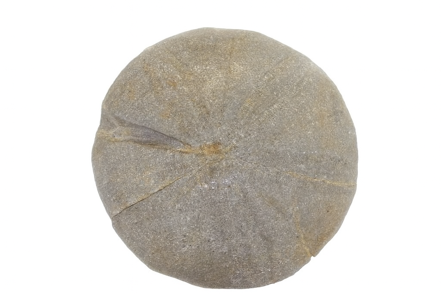 Clypeus plotti