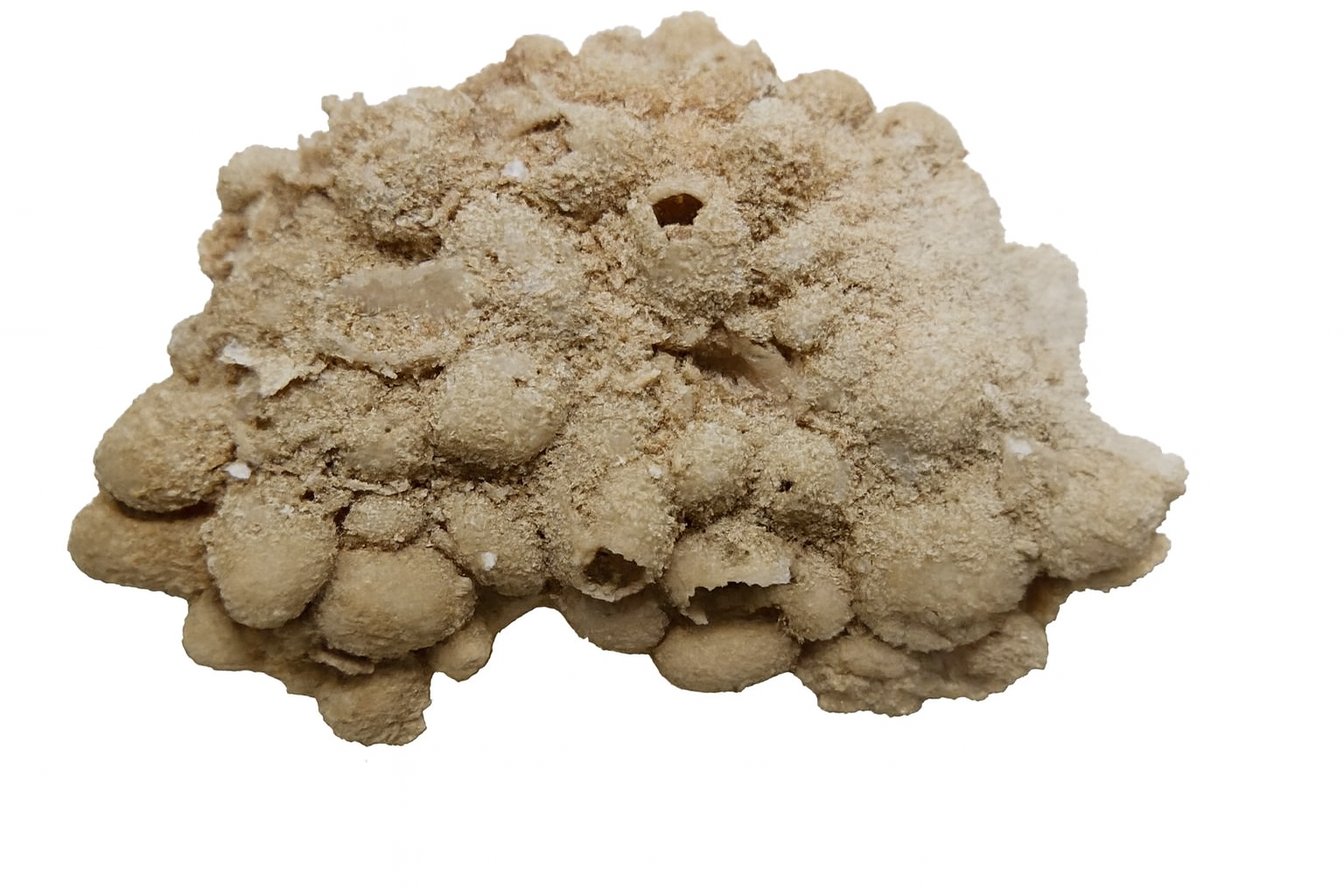 Fibularia gregata.