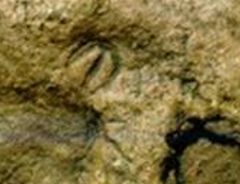 Parvancorina.