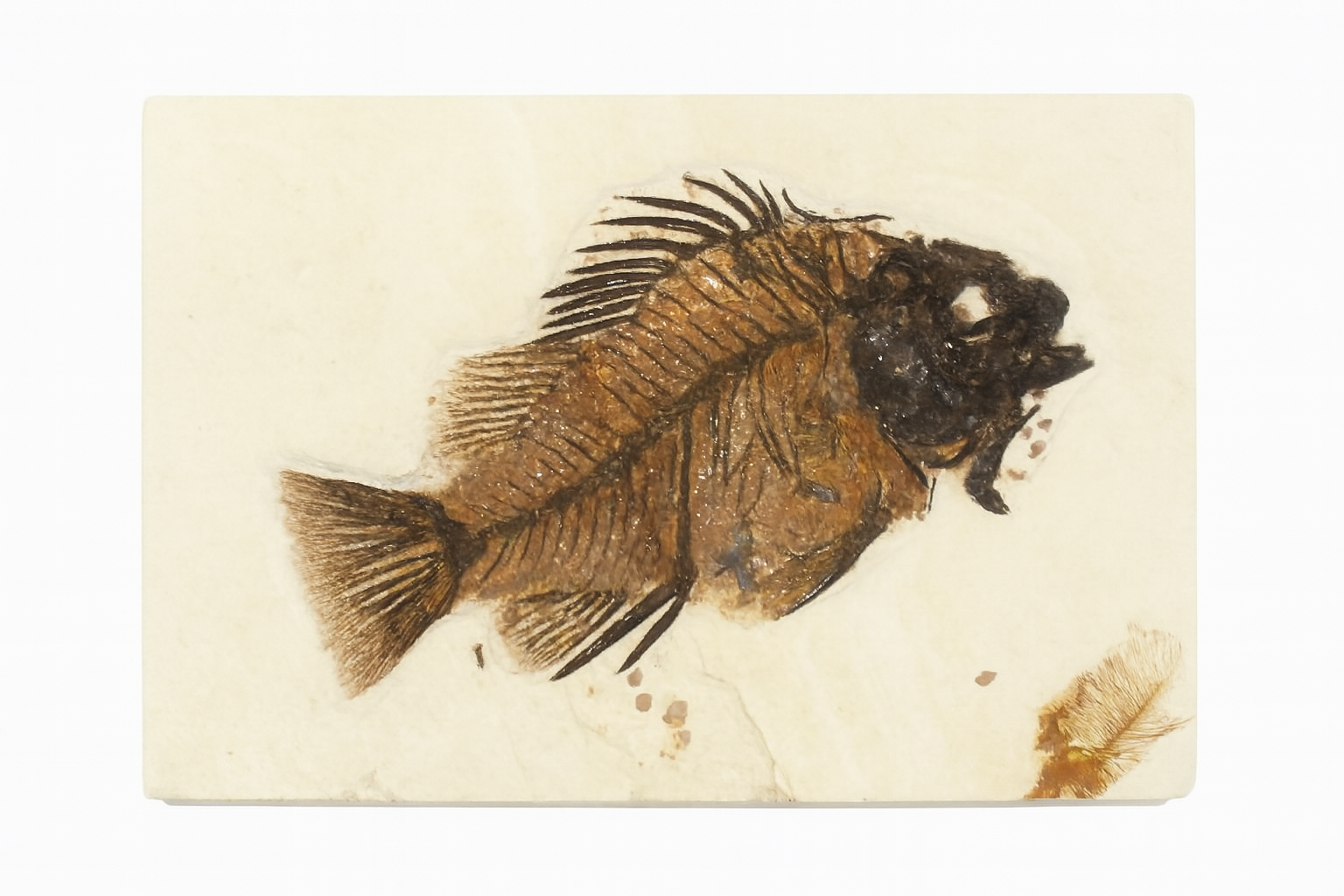 USA Fish