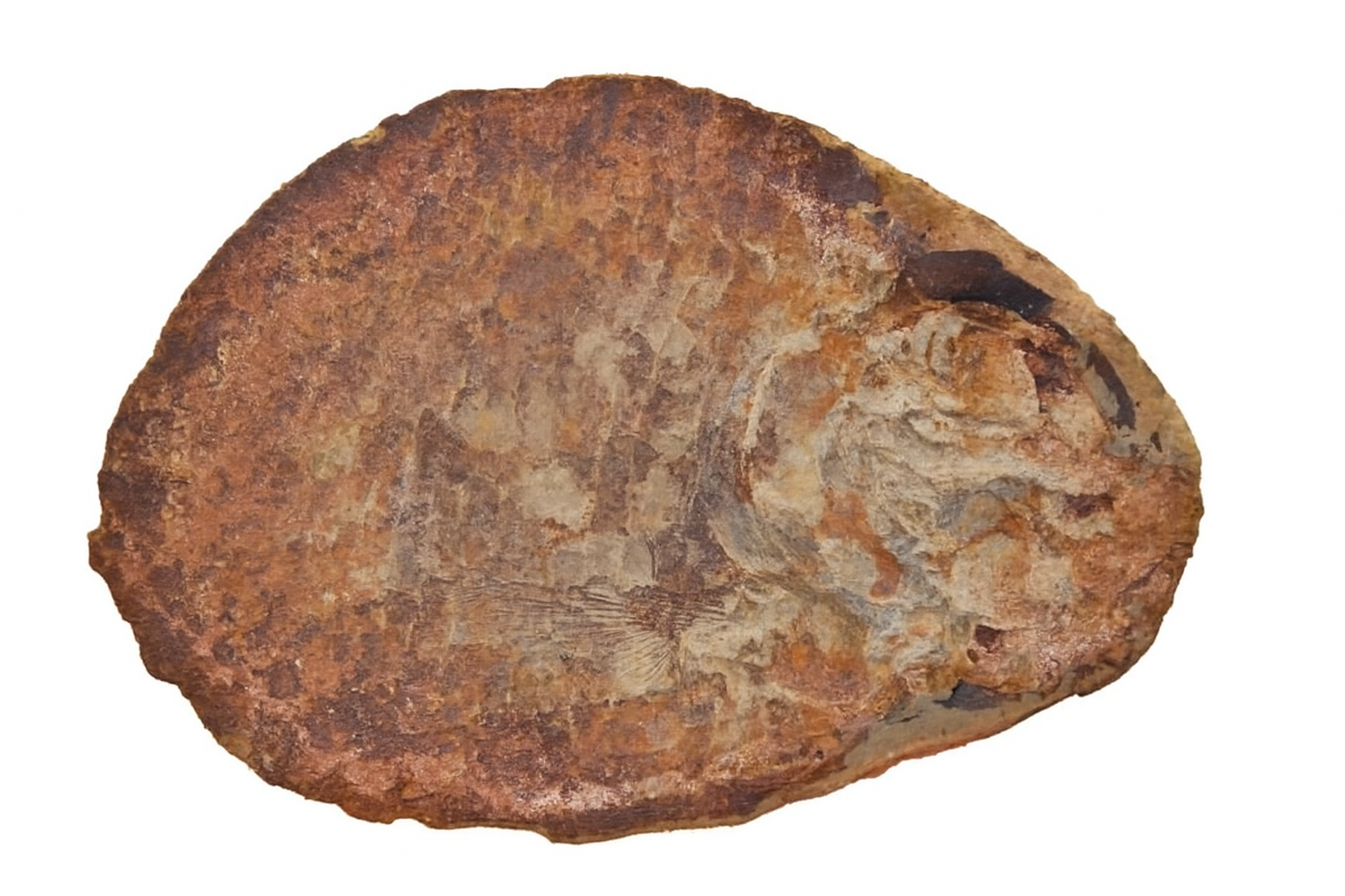 Madagascar Fish
