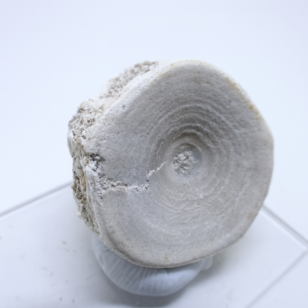 Fish Bones