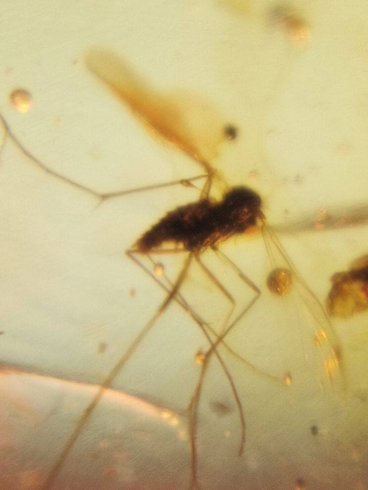 Burmese Amber
