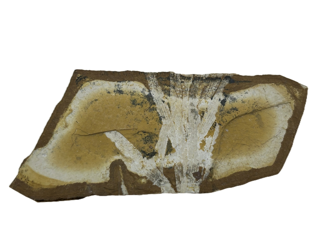 Agathis jurassica.