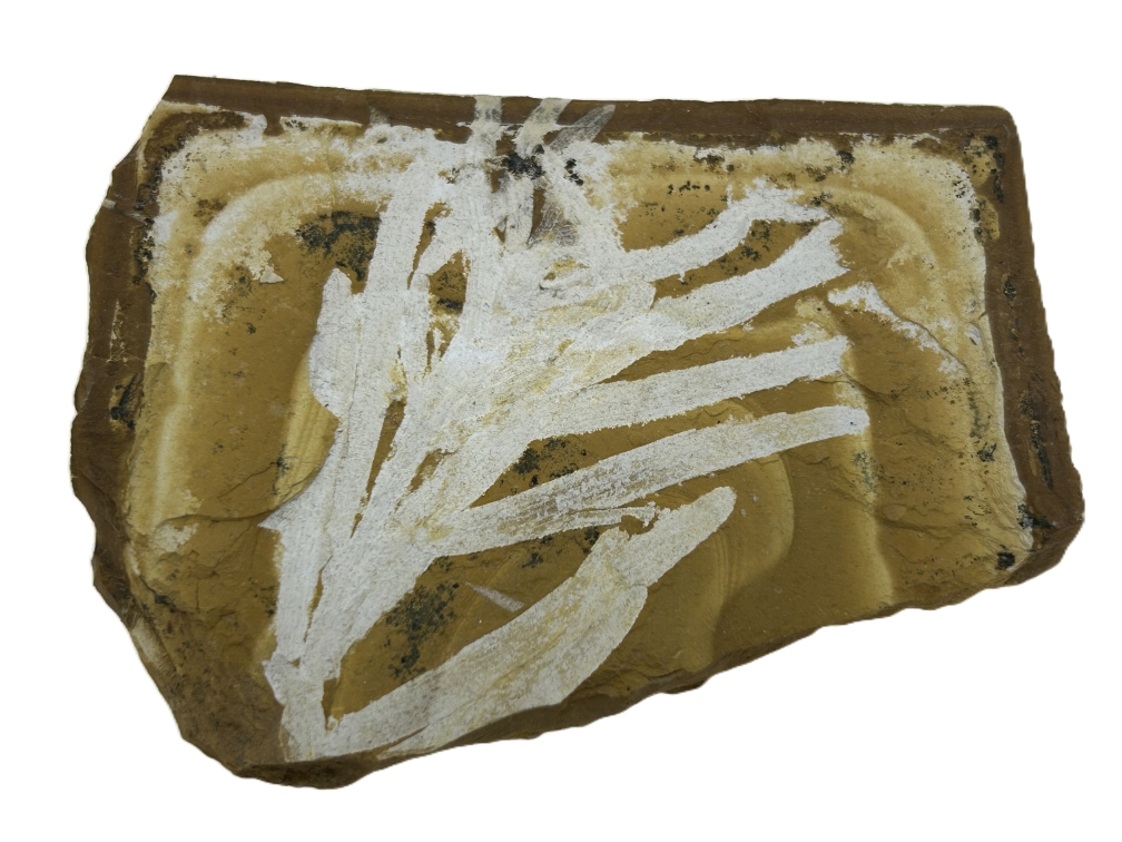 Agathis jurassica.