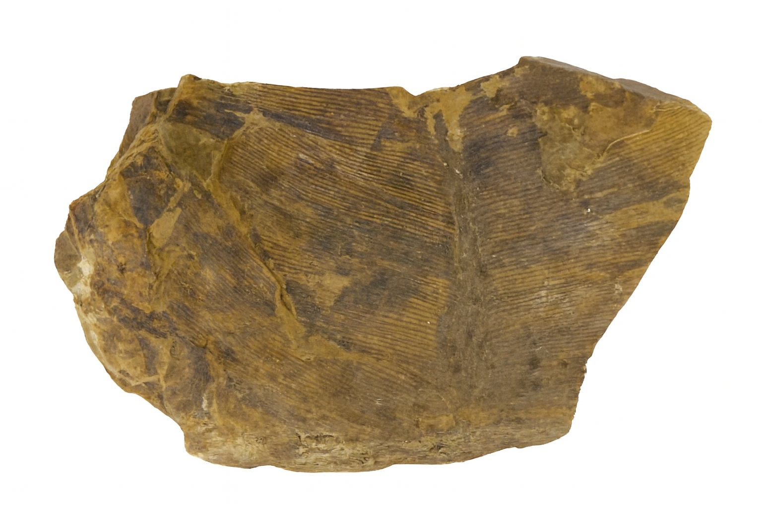 Taeniopteris.