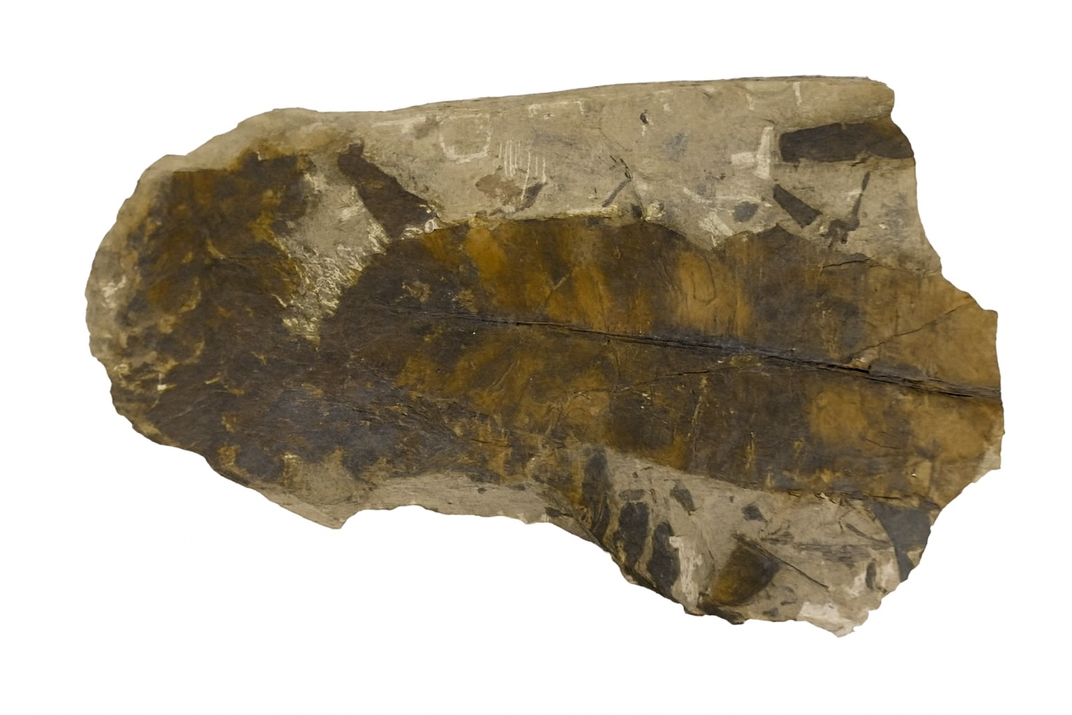 Taenopteris
