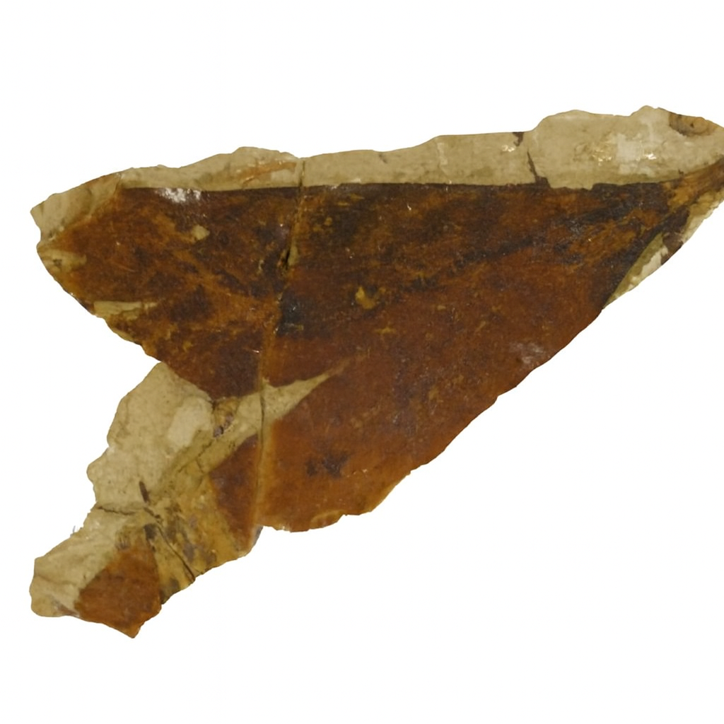 Ginkgo ginkgoides.