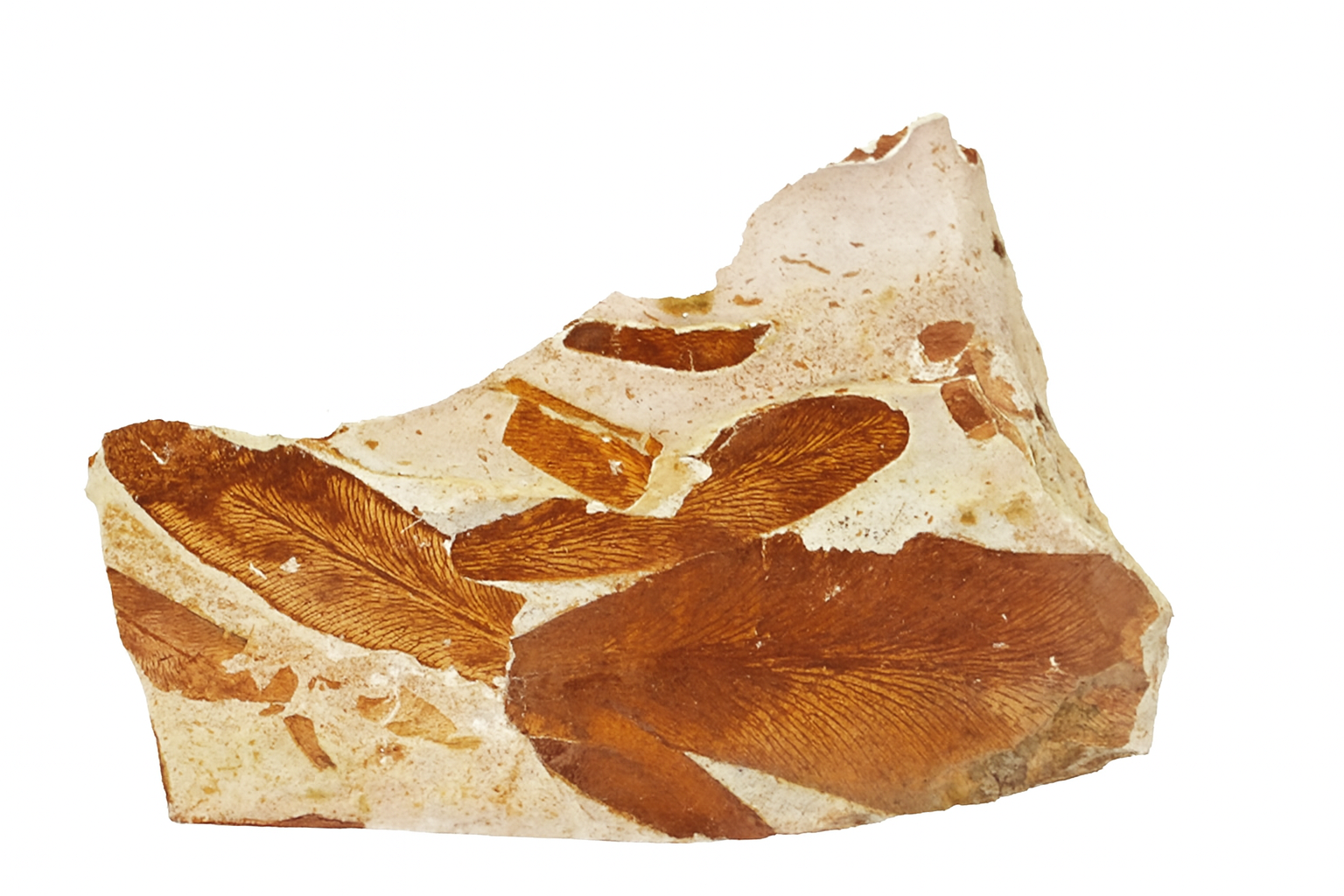 Glossopteris