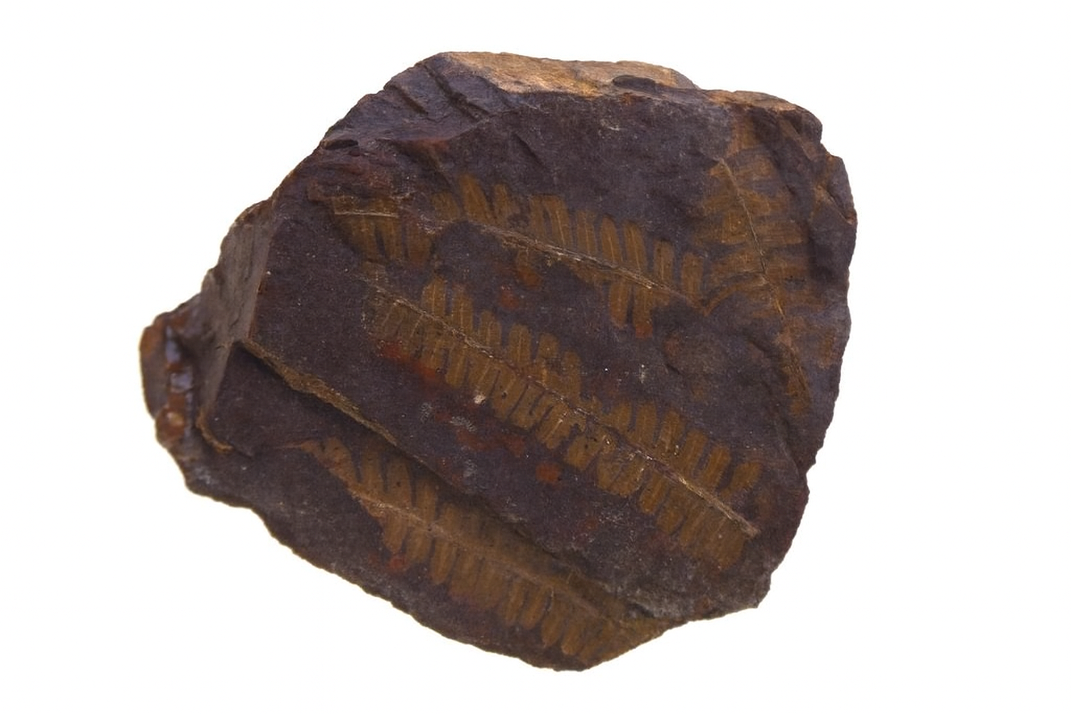 Otozamites
