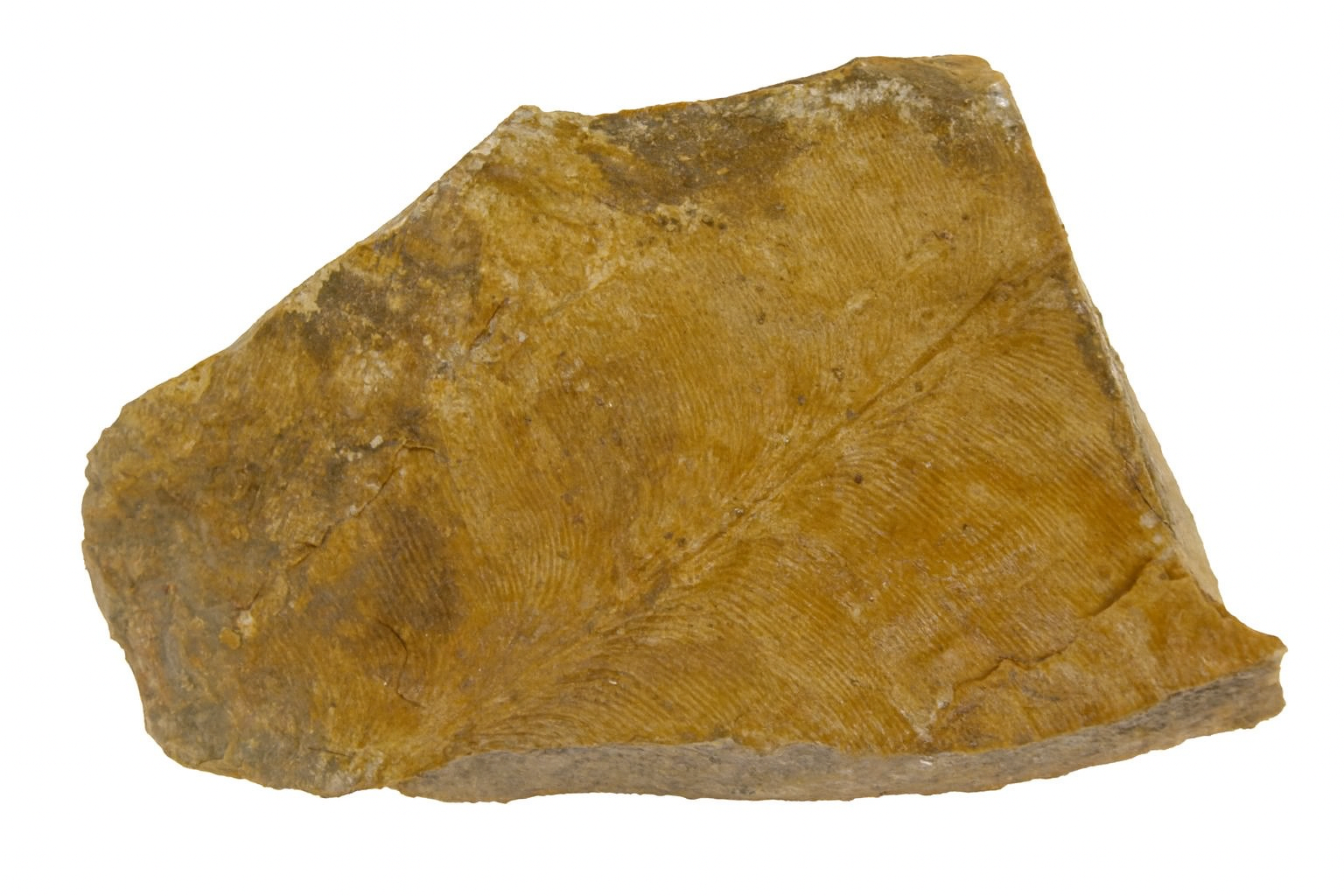 Taeniopteris.