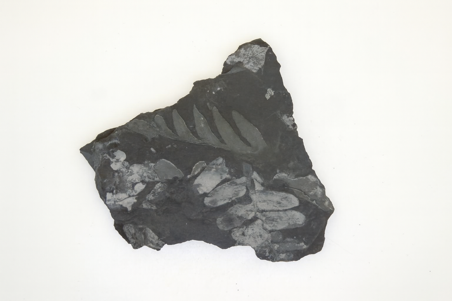 Alethopteris.