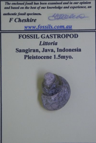 Littoria.