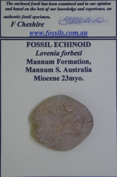Lovenia forbesi.