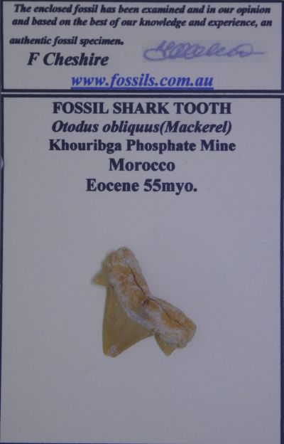 Otodus obliquus.