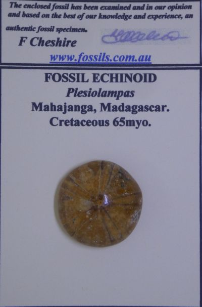 Plesiolampas.