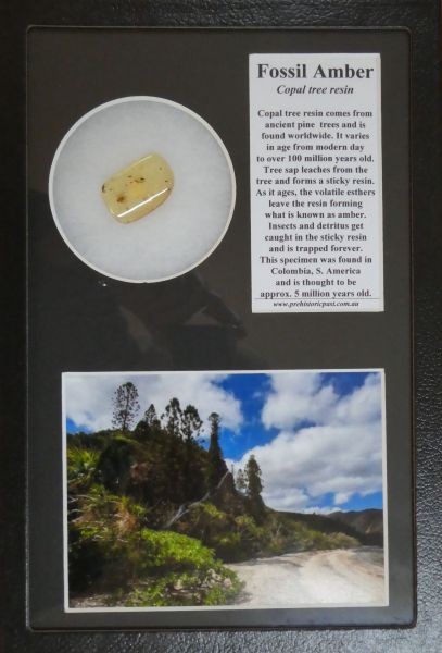 Display Boxed Amber