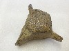 Whale Vertebra
