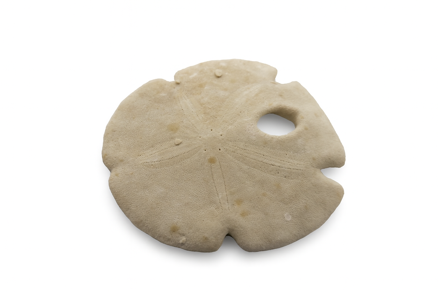 U.S.A. Echinoids