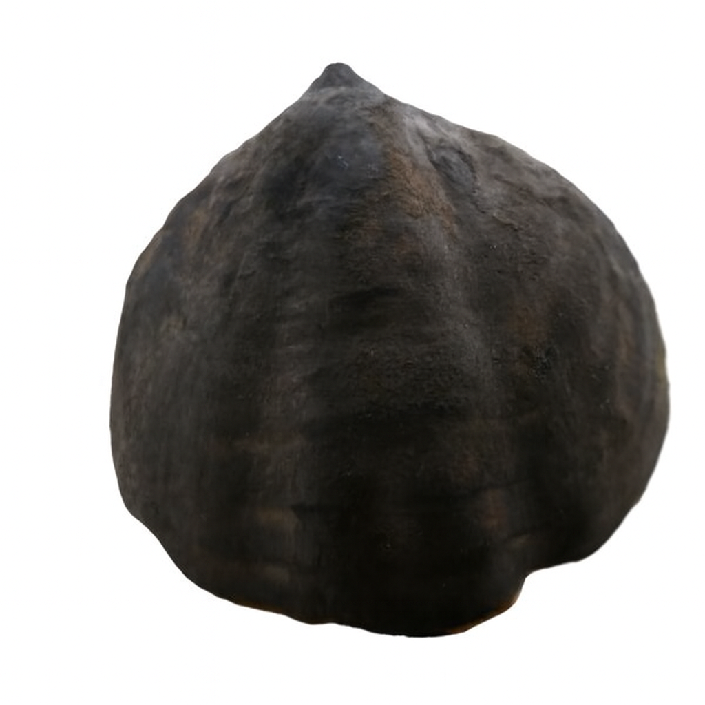 N.S.W. Brachiopods