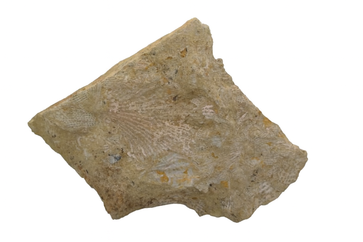 Bryzoa.