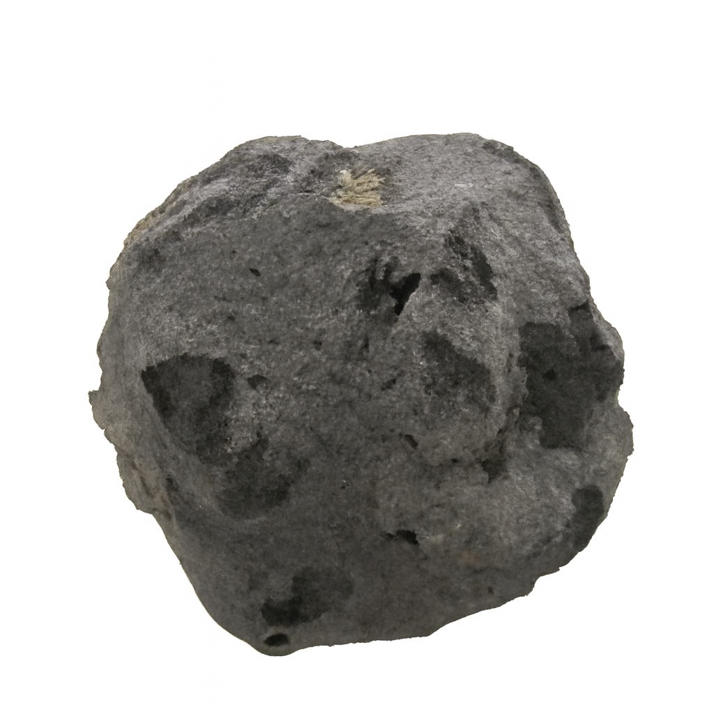 Bryzoa.