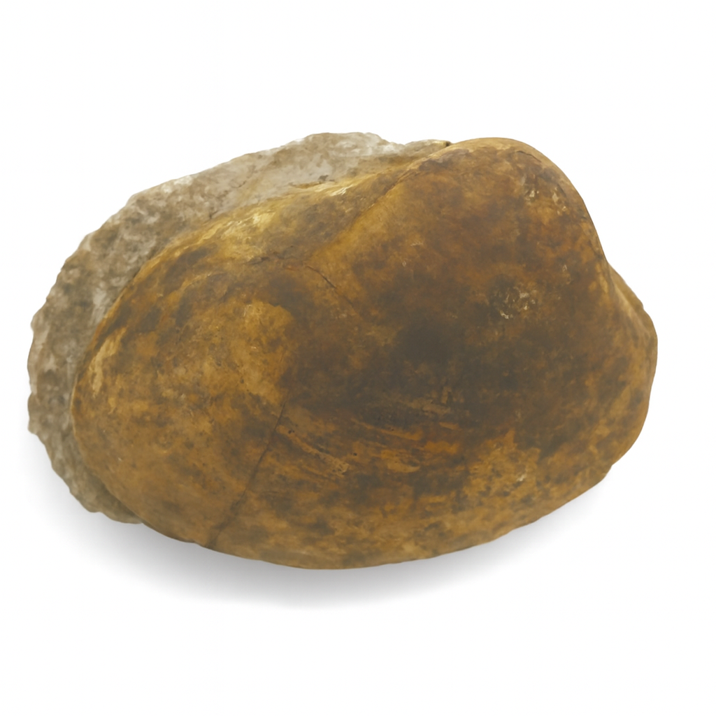 Gastropod.