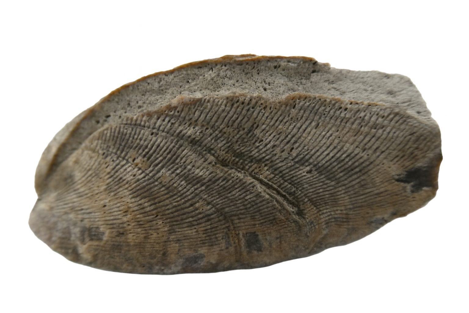 Pelecypod