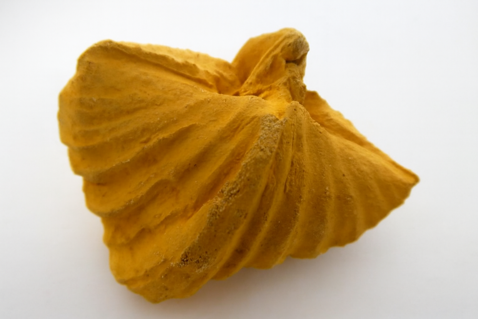 Brachiopod