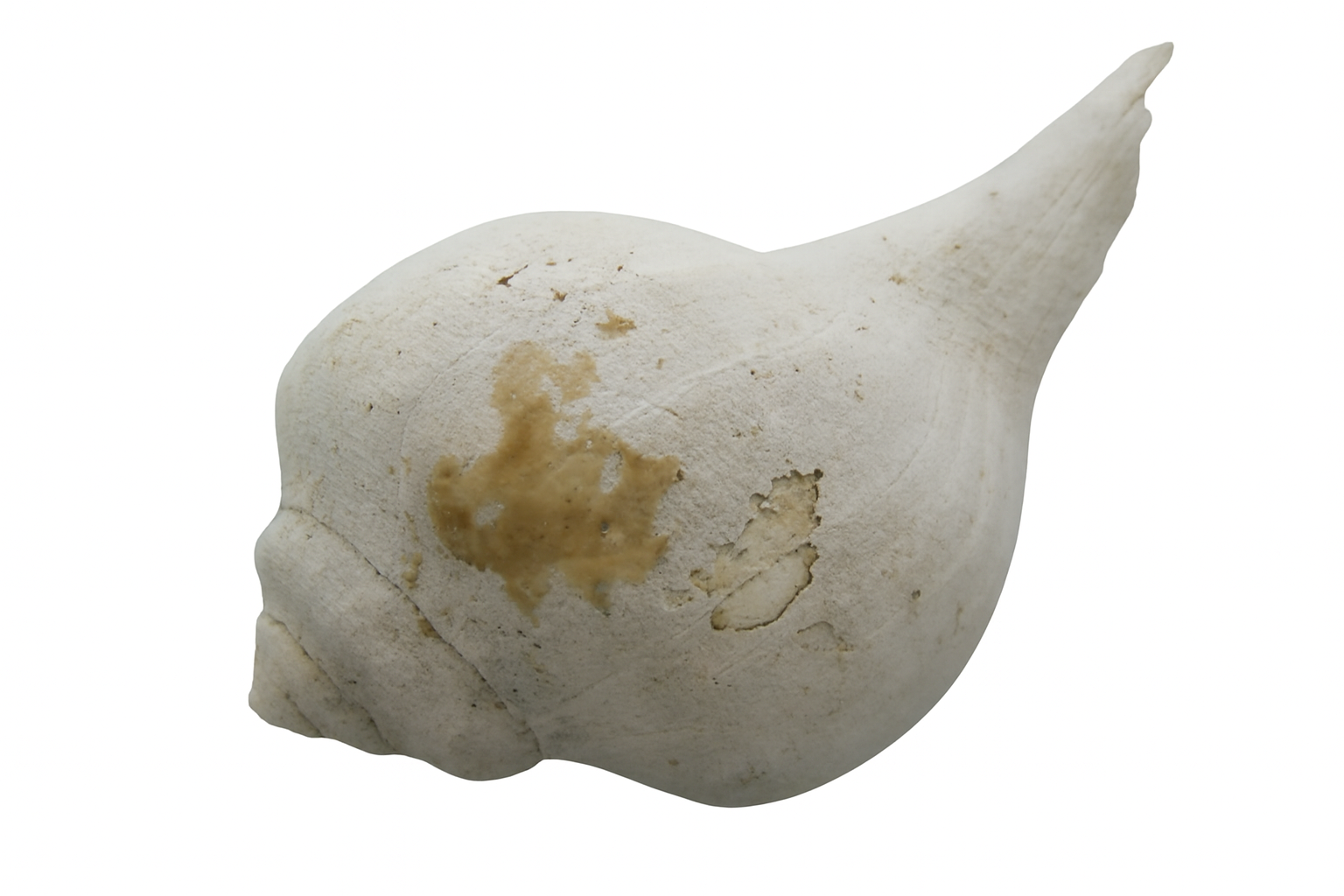 Shell.