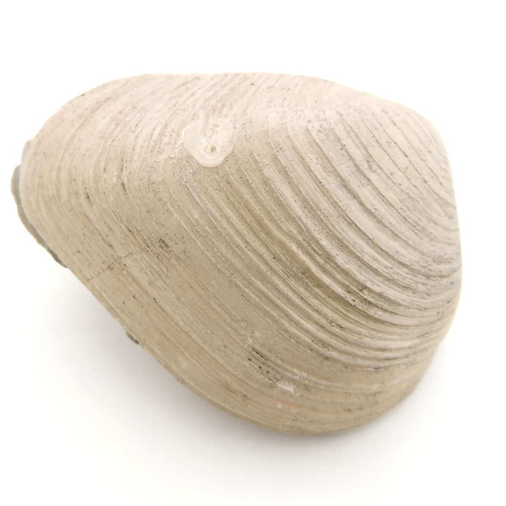 Shell.