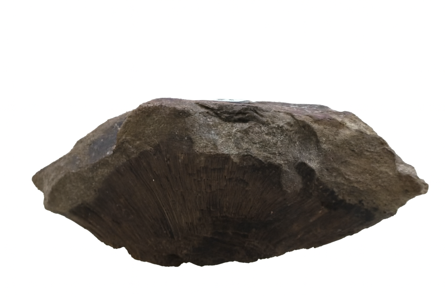 Bryzoa.