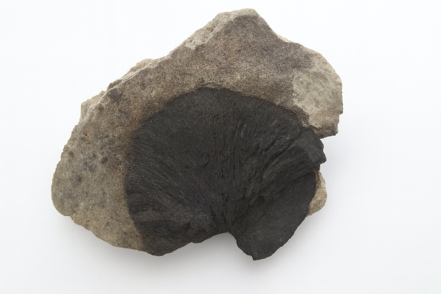Bryzoa.