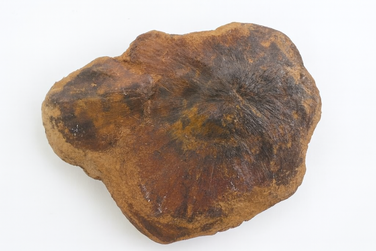 Bryozoa